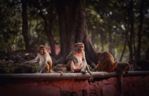 Για πρώτη φορά κλωνοποιημένος πίθηκος επιβιώνει δύο χρόνια «ξυπνώντας» την ανησυχία για την κλωνοποίηση ανθρώπων
