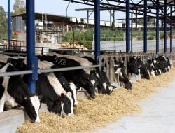 Καταργείται η μελέτη περιβαλλοντικών επιπτώσεων για κτηνοτροφικές εγκαταστάσεις