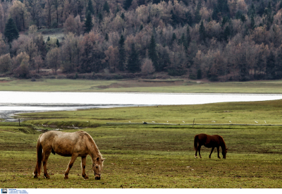 Παρέμβαση Αρείου Πάγου για τα σφαγιασμένα άλογα στα Γρεβενά