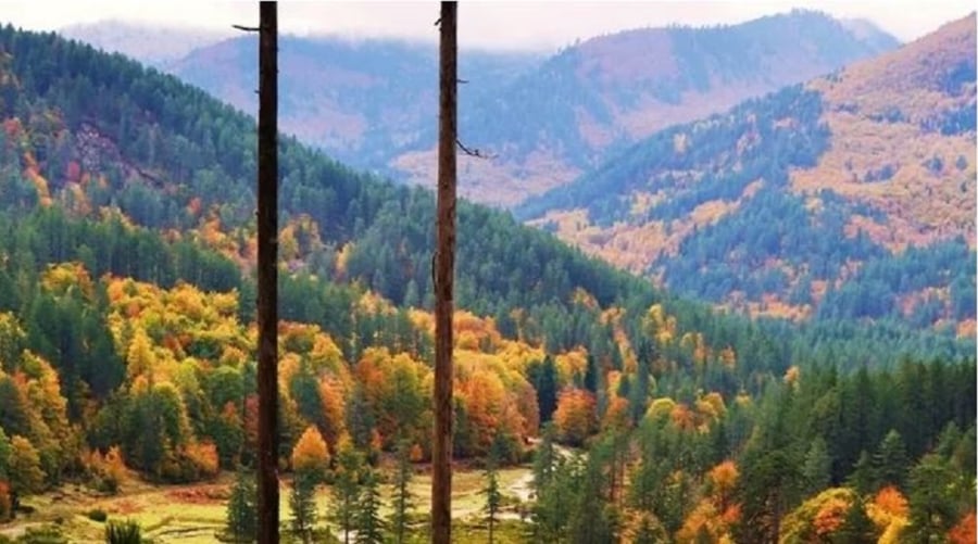 Κοζάνη: Το πρώτο ελληνικό «Πρότυπο Δάσος» ιδρύθηκε στη Δυτ. Μακεδονία