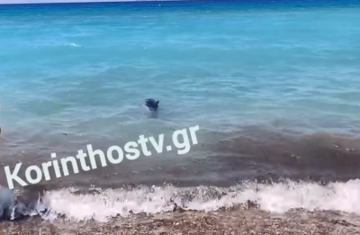 Νεκρό δελφίνι στην Κόρινθο, έχασε τον προσανατολισμό του