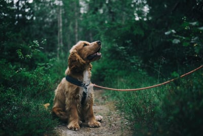 Οι σκύλοι μπορούν να μυρίσουν το άγχος των ανθρώπων