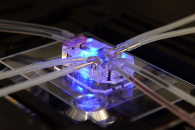 Ένα 3D εκτυπωμένο μικροτσιπ που δείχνει την αντίδραση του σώματος στα φάρμακα θα μπορούσε να θέσει τέρμα στις δοκιμές σε ζώα