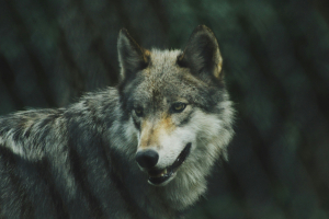 Οι μεταλλαγμένοι λύκοι του Τσέρνομπιλ ανέπτυξαν μια απίστευτη υπερδύναμη, πώς μπορούν να «σώσουν» τους ανθρώπους