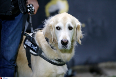 Σταμάτης: Σημαντικός ο θεσμός των σκύλων οδηγών για τους συμπολίτες μας με οπτική αναπηρία