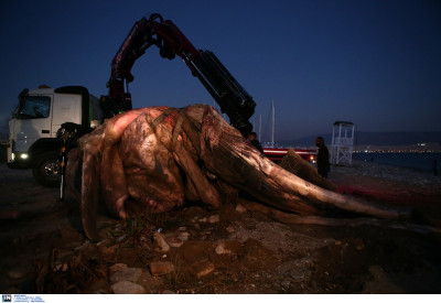 WWF Ελλάς: Άλλη μία νεκρή πτεροφάλαινα επιβεβαιώνει την επείγουσα ανάγκη λήψης μέτρων